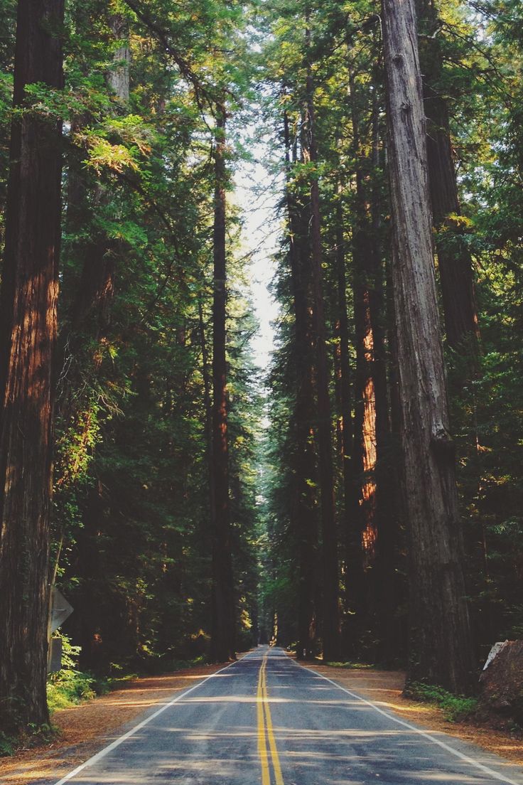 an empty road surrounded by tall trees in the forest