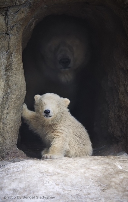 a polar bear sitting in front of a tree with the caption don't ever talk to me or my son ever again again again