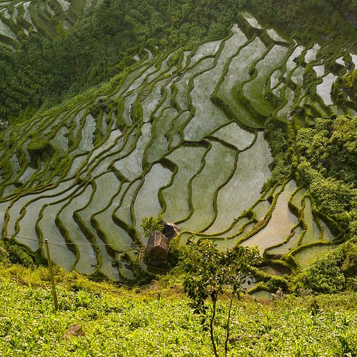 an aerial view of rice terraces in the mountains, with trees and grass growing on them