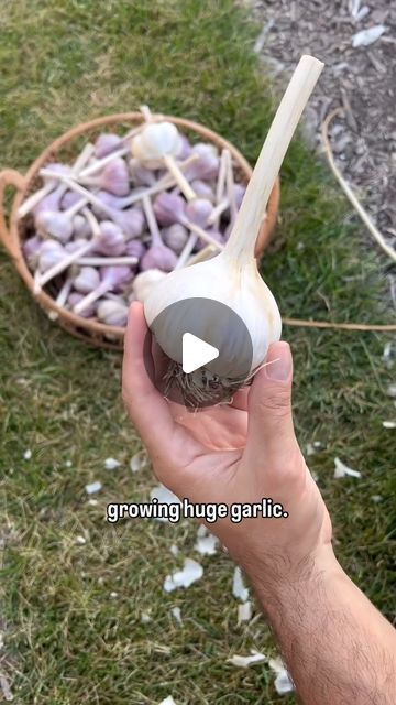 a hand holding an onion bulb in front of a basket full of garlic bulbs on the ground