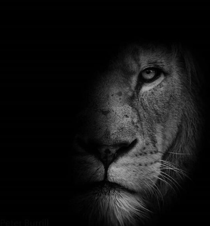 a black and white photo of a lion's face