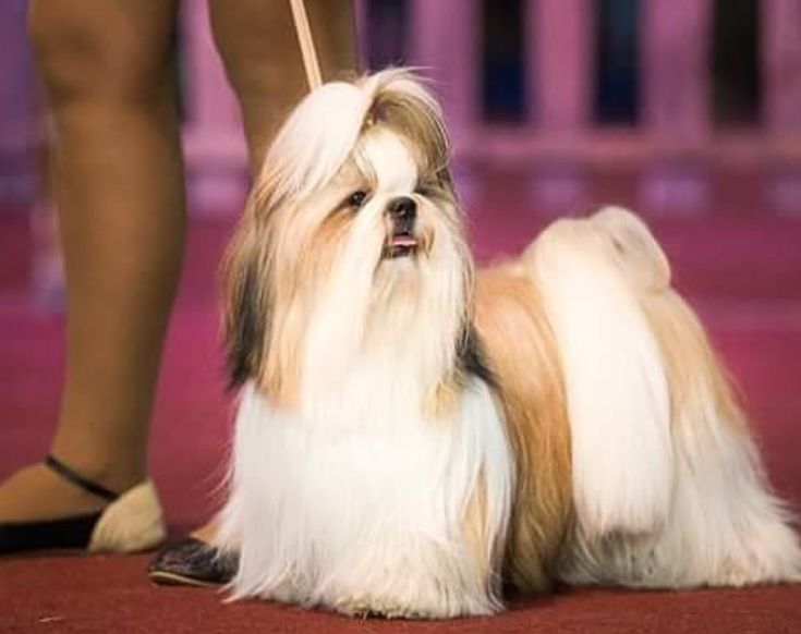 a small brown and white dog sitting on top of a red carpet next to a person