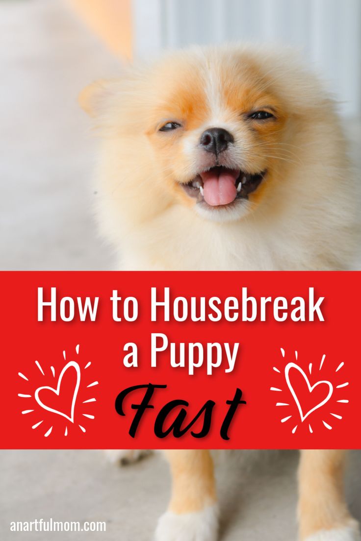 a small dog is holding a sign that says how to housebreak a puppy fast