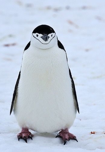 a penguin standing in the snow looking at something