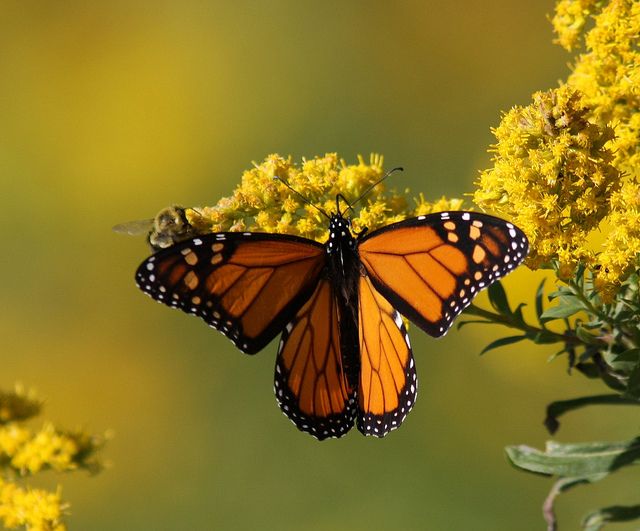 a butterfly that is sitting on some yellow flowers