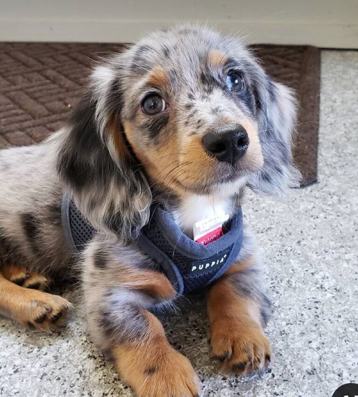 a small dog with a collar on laying down in front of a door and looking up at the camera