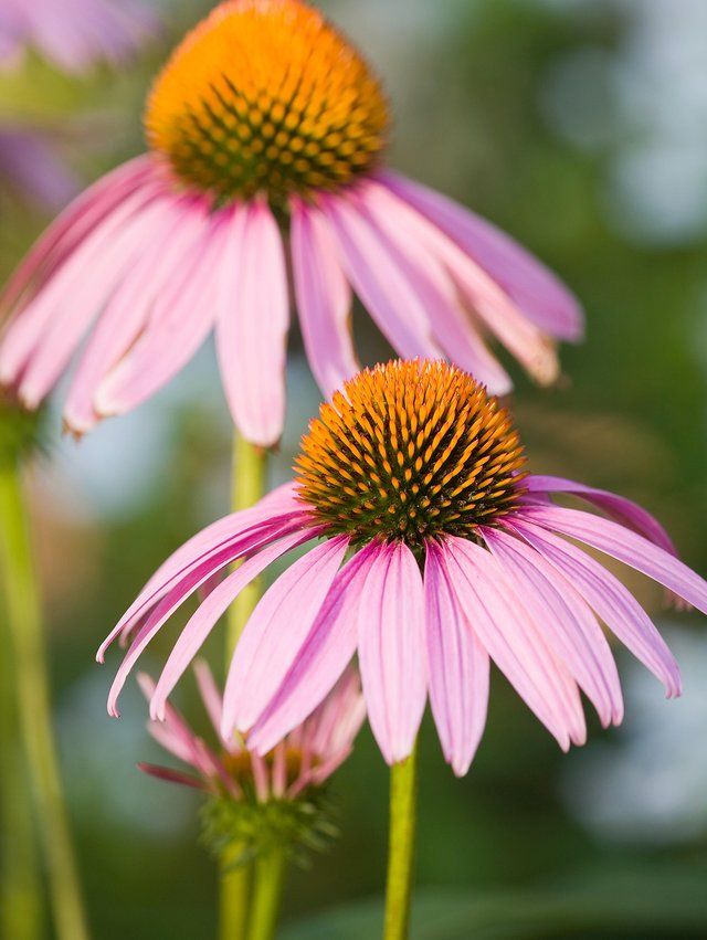 three pink flowers with yellow centers are in the foreground