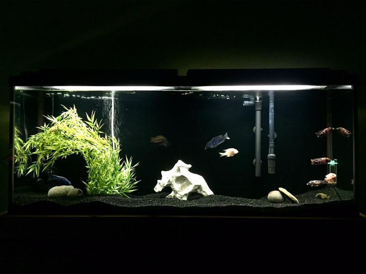 an aquarium filled with lots of different types of plants and fish in it's tank