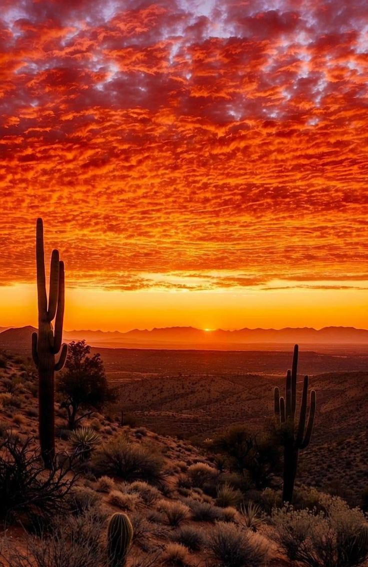 the sun is setting in the desert with many cacti