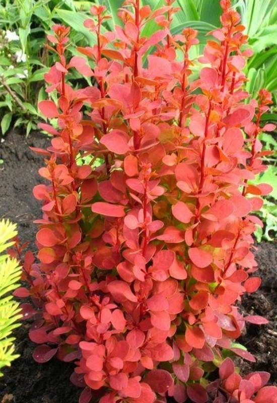 a red plant in the middle of some dirt and plants with green leaves around it