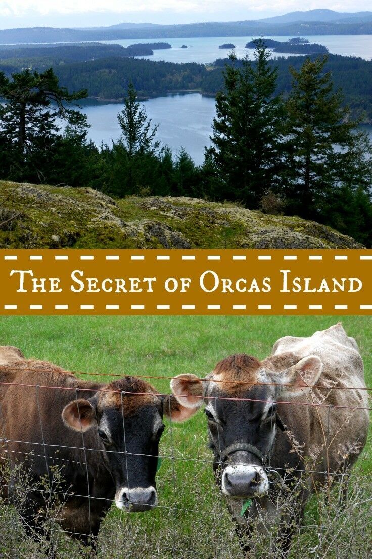 two cows standing next to each other behind a fence with the words, the secret of orcas island