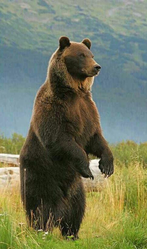 a large brown bear standing on its hind legs in a grassy area with mountains in the background