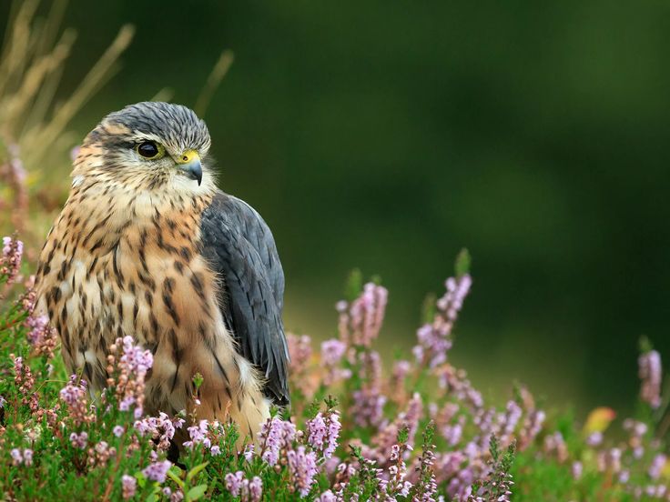 Merlin Uk Birds, Uk Wildlife, Merlin Bird, Bird Facts, Topiary Garden, Breathtaking Photography, Bird Of Prey, Animal Magic, British Wildlife