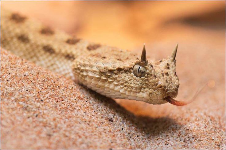 a close up of a snake on the ground with its mouth open and tongue out