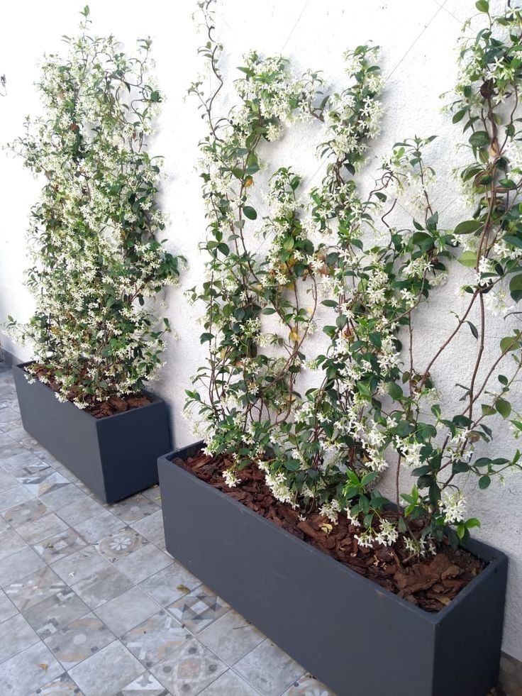 three planters with plants growing out of them