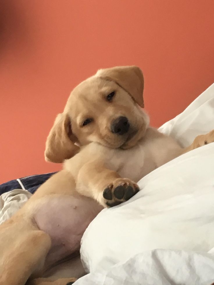 a puppy sitting on top of a bed next to a white pillow and stuffed animal