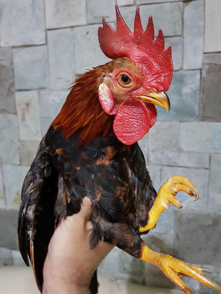 a close up of a person holding a rooster