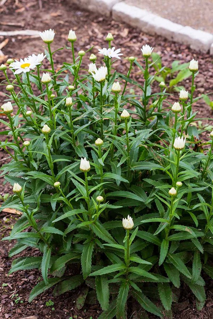 some white flowers are growing in the dirt