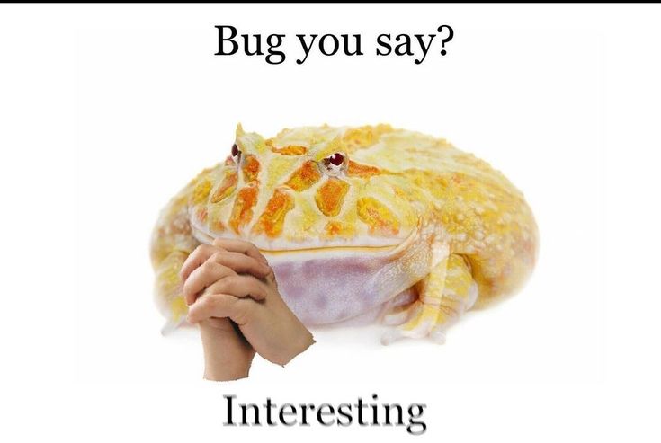 a person holding up a stuffed animal with the caption, bug you say?