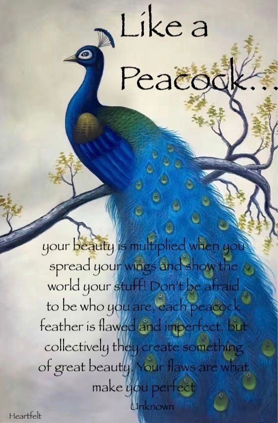 a peacock sitting on top of a tree branch with the words like a peacock above it