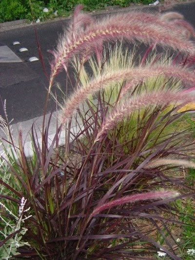 some very pretty plants by the side of the road