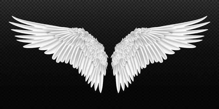 two white wings on a black background stock photo - 549872, shuttered