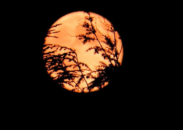 the full moon is seen through some branches