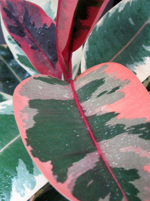 a heart shaped plant with red and green leaves