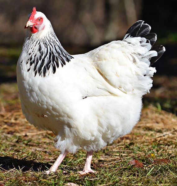 a white and black chicken standing in the grass