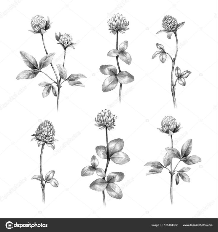 black and white flowers on a white background stock photo, flower drawing, watercolor paintings,