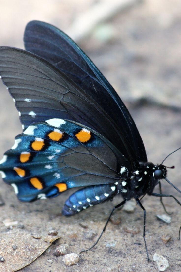 a blue and black butterfly with orange spots on it's wings sitting on the ground