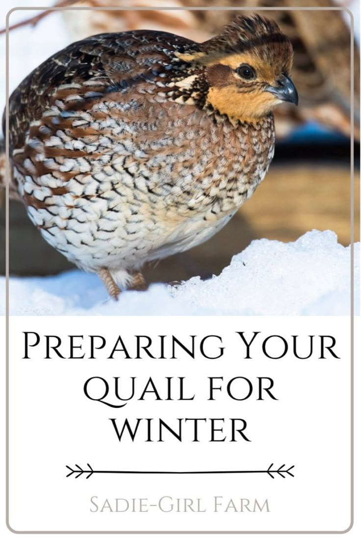 a quail standing on snow with the words preparing your quail for winter