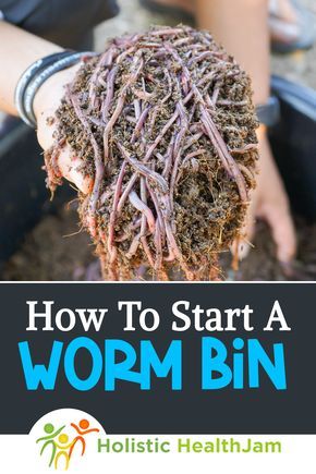 how to start a worm bin