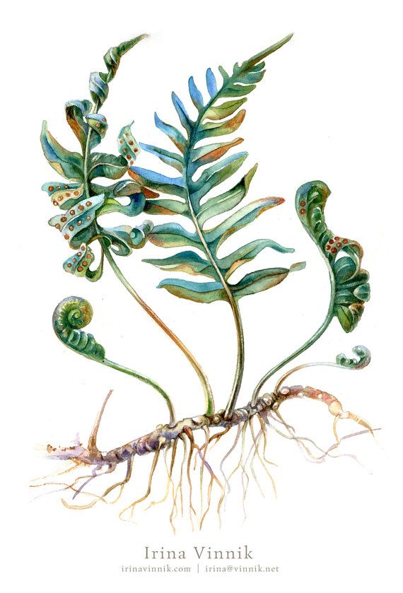 an image of a plant with roots and leaves on it's side, in watercolor