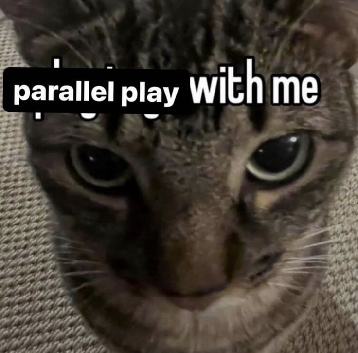 a close up of a cat with the caption parallel play with me