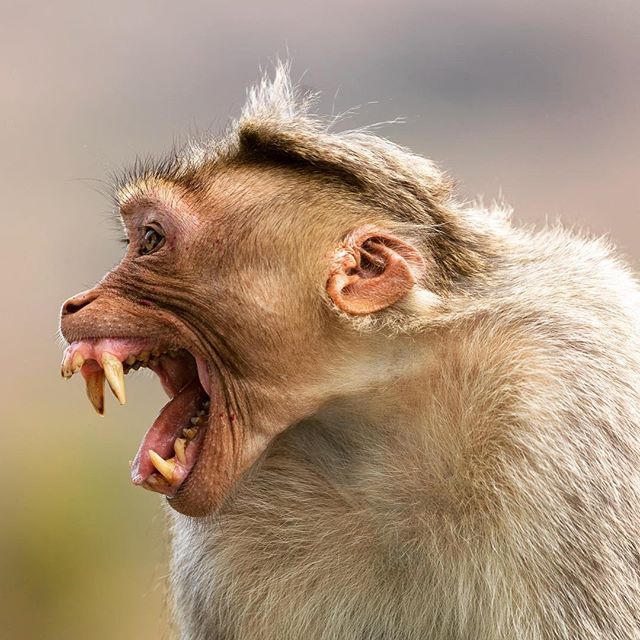 a monkey with its mouth open showing teeth