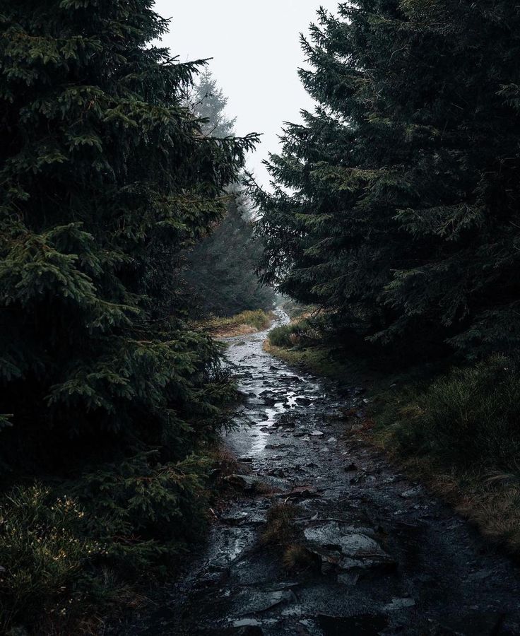 a wet path in the woods with trees on both sides and water running through it