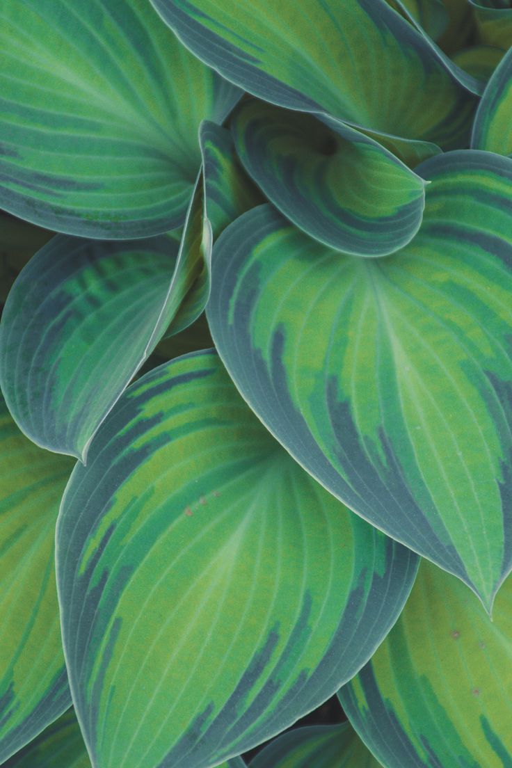 closeup of green and blue leaves on a plant