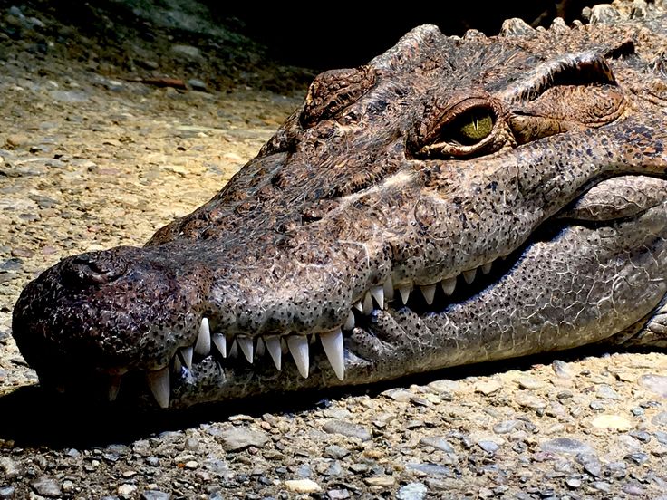 an alligator's head is laying on the ground with it's mouth open