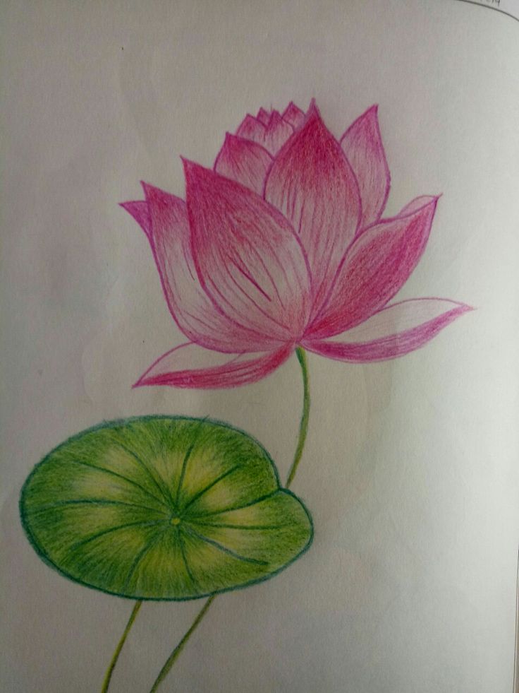 a drawing of a pink flower and green leaf