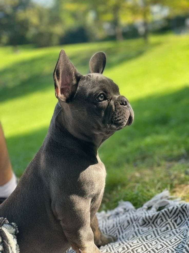 a small dog sitting on top of a blanket