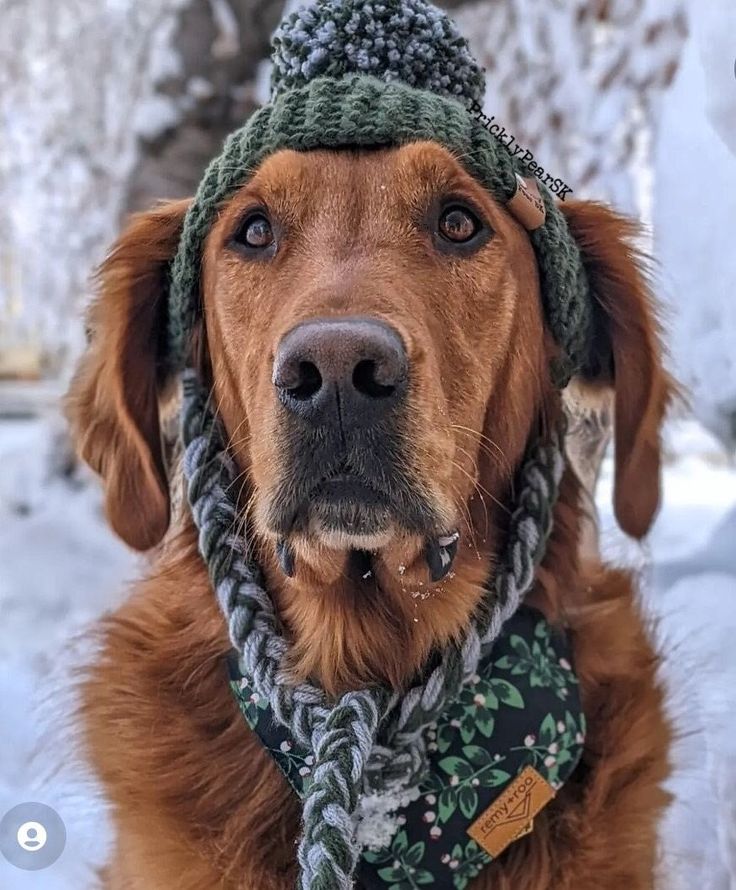 a brown dog wearing a green hat and scarf in the snow with trees behind it