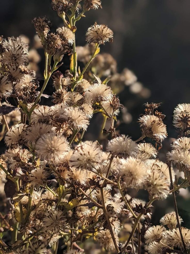 some very pretty white flowers in the sun