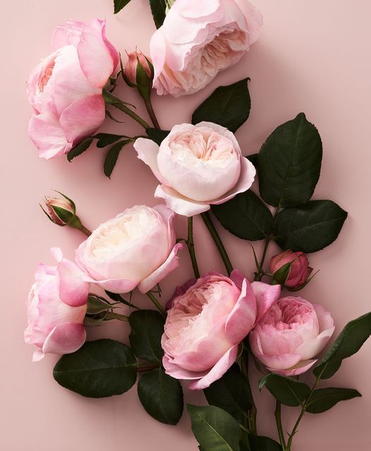 pink roses on a pink background with green leaves and buds, top view from above