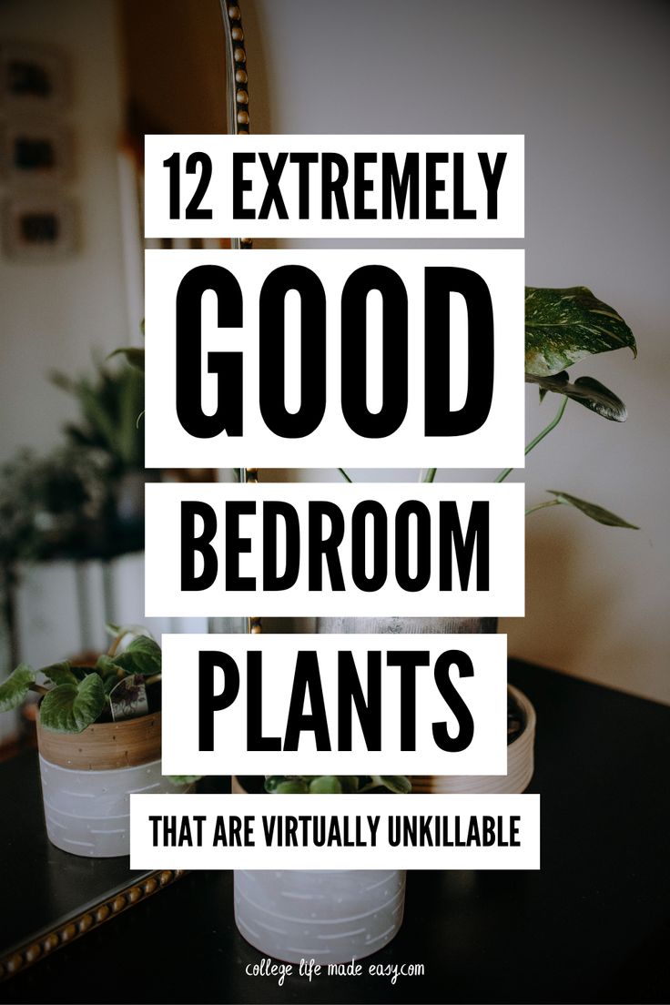 some plants that are sitting on a table with the words, 12 extremely good bedroom plants that are virtually unikable