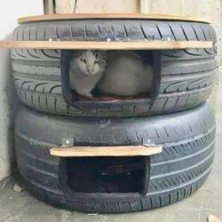 a cat is sitting in the middle of two tires