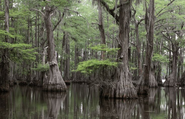 trees are growing in the middle of a swampy area with water and green foliage