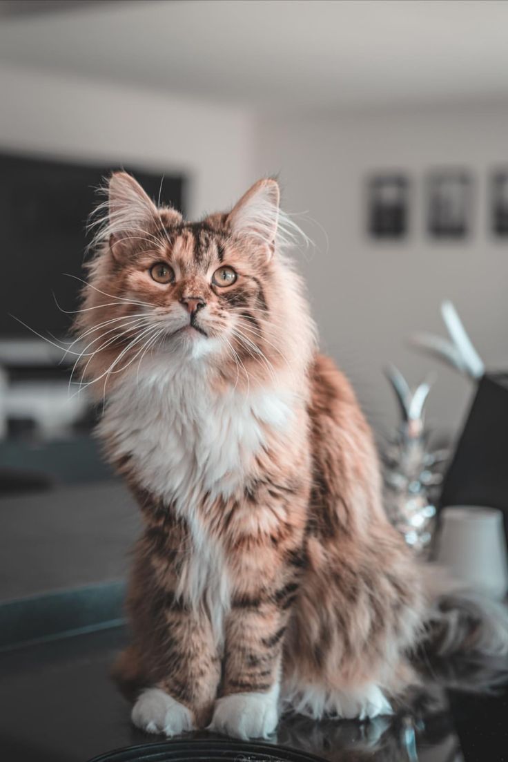 a fluffy cat sitting on top of a table