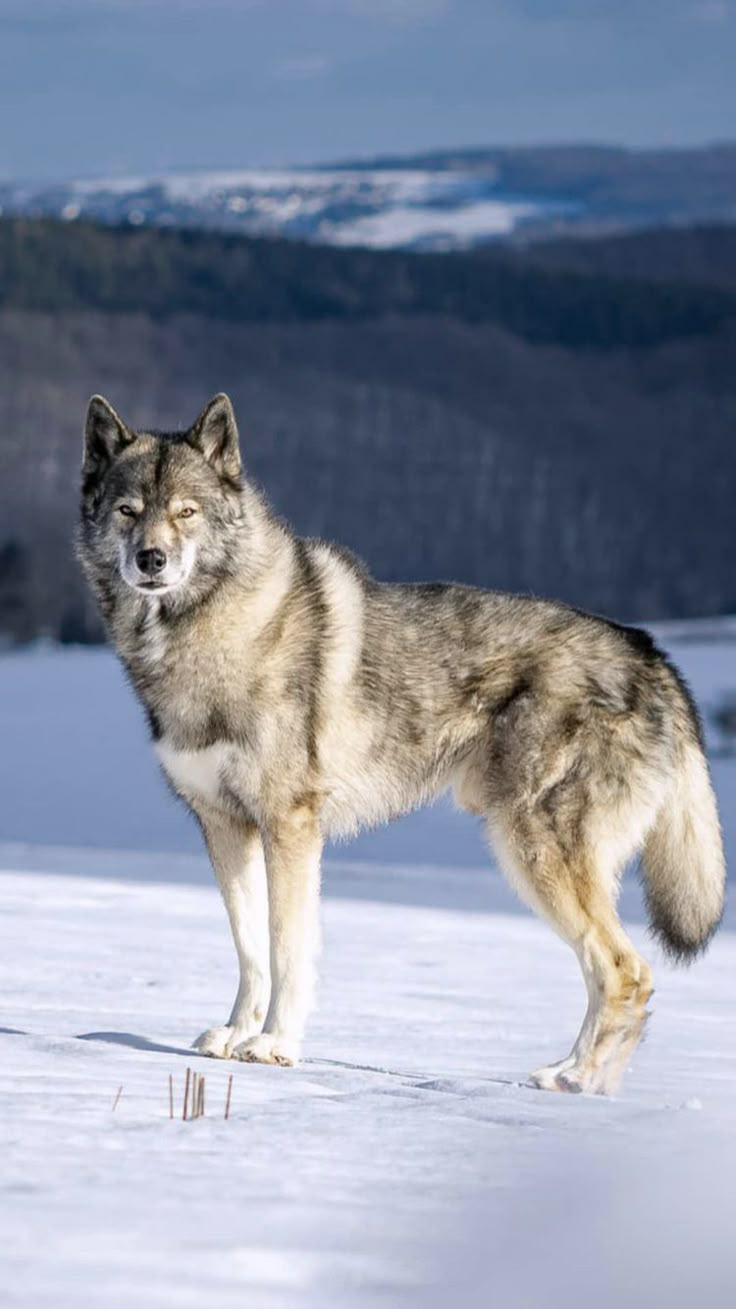 a wolf standing in the snow with mountains in the background