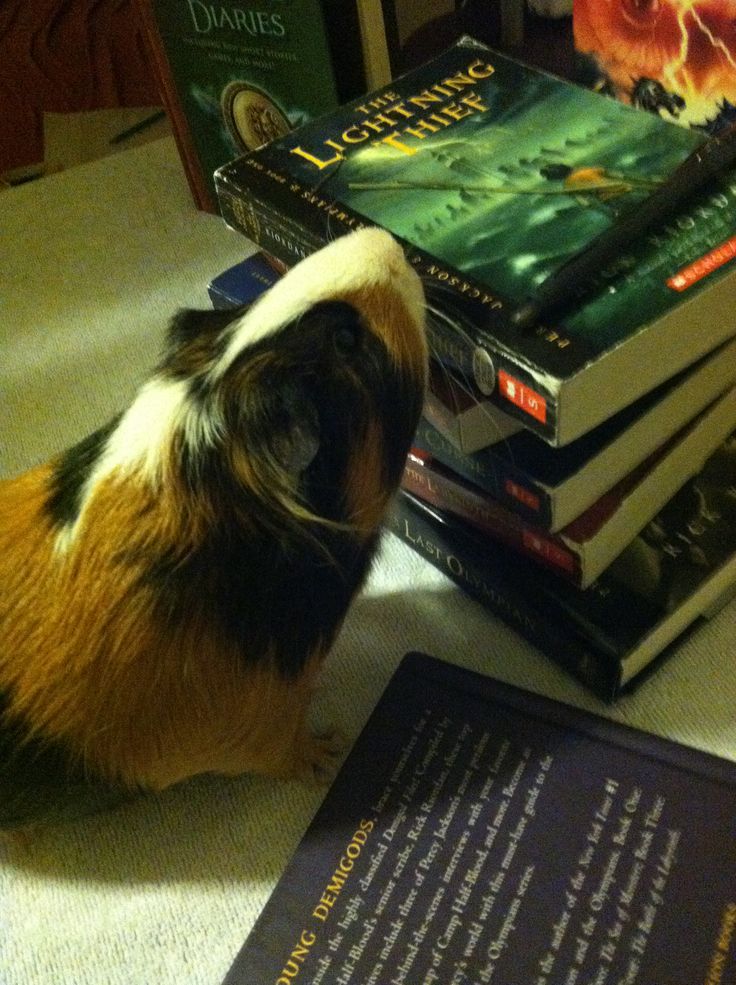 a guinea pig sitting next to a stack of books